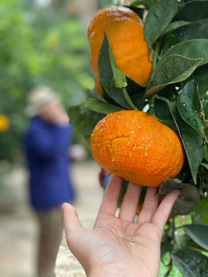 Enero 2022 Cuina de Territorio son los erizos las naranjas y los cítricos-1a